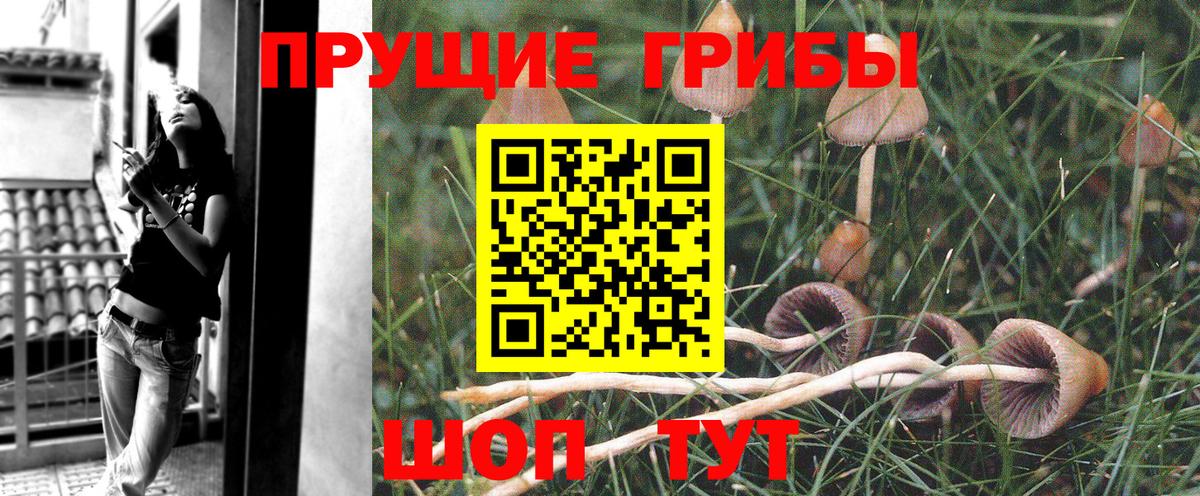 Галлюциногенные грибы Psilocybe  Вход с VPN  Краснокамск 